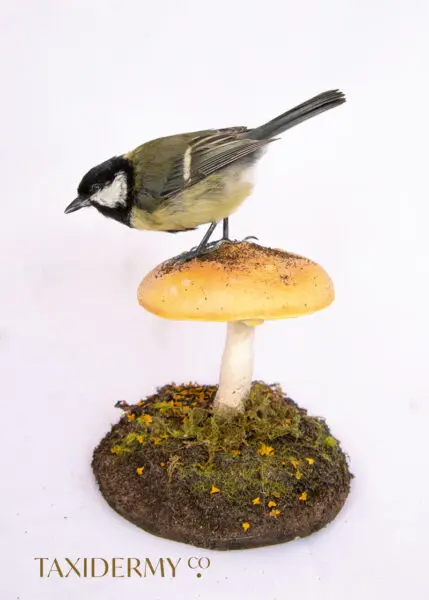 Small Bird Taxidermy of Great Tit on a hand sculpted mushroom made from polymer clay