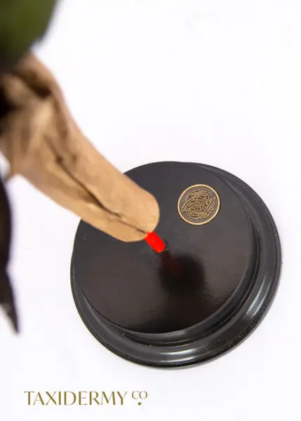 Branded Taxidermy Base With Logo
