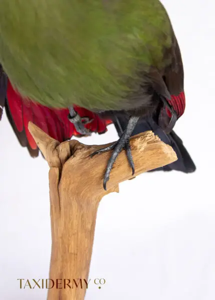 Taxidermy Bird Foot