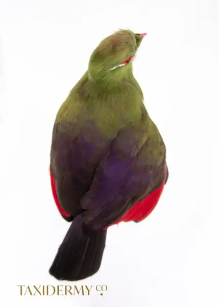 Taxidermy Green Turaco