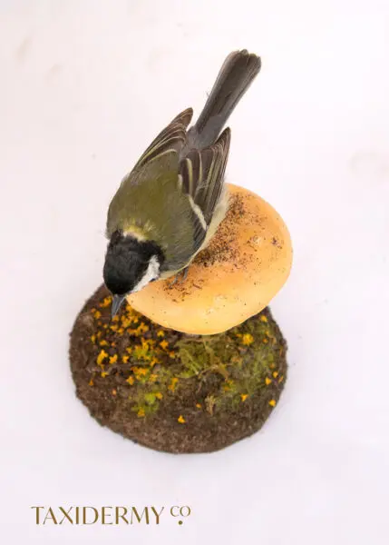 Small Bird Taxidermy of Great Tit on a hand sculpted mushroom made from polymer clay