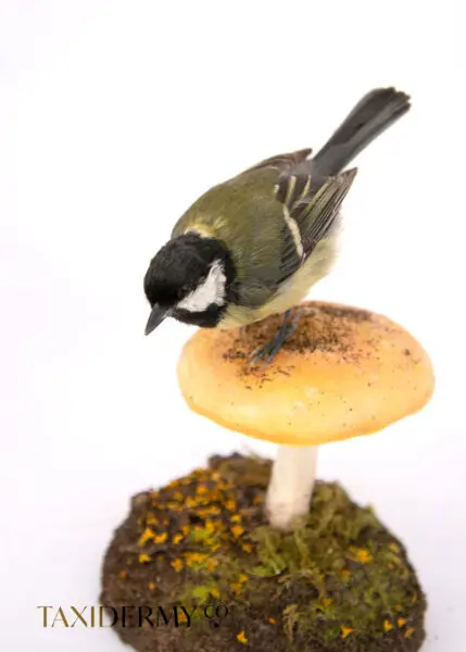 Taxidermy of a Great Tit British Wildlife