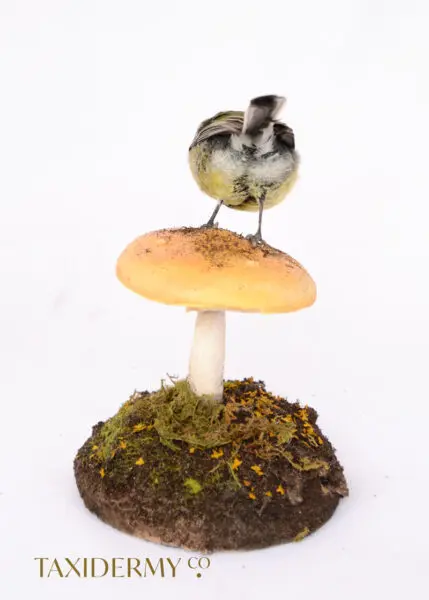 Great tit on mushroom
