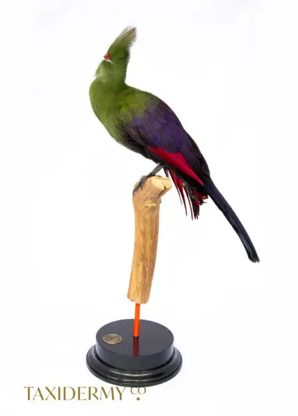 Taxidermy Guinea Turaco For Sale