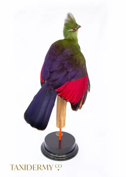 High Quality Professional Taxidermy Turaco