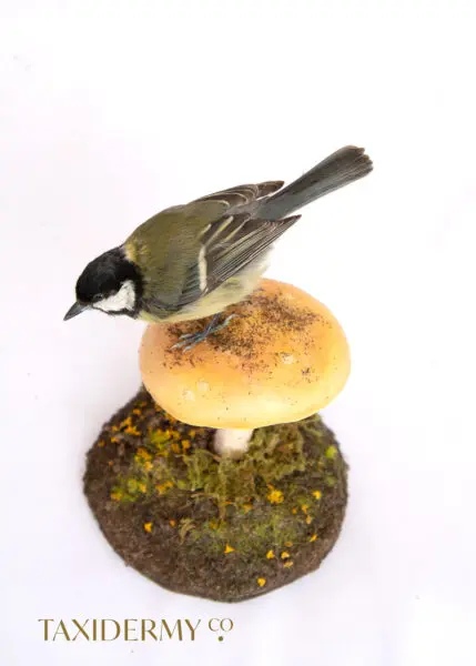 Taxidermy Small Garden Bird on Toadstool