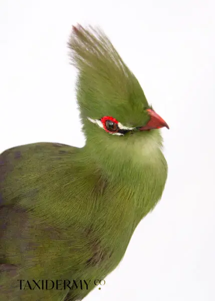 Exotic Taxidermy Green Turaco Bird (Tauraco persa) For Sale UK