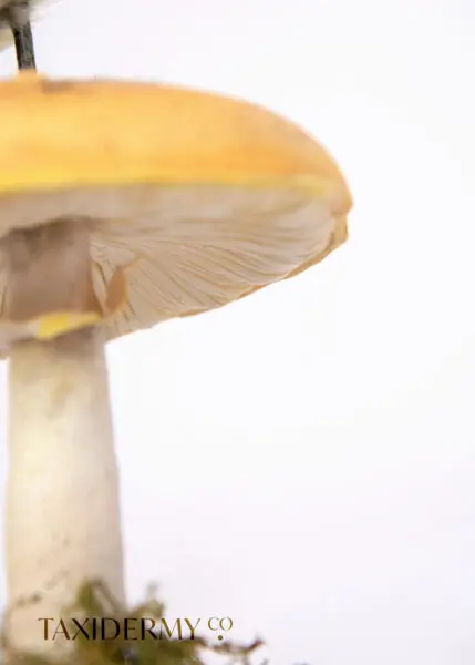Sculpted Mushroom made from clay