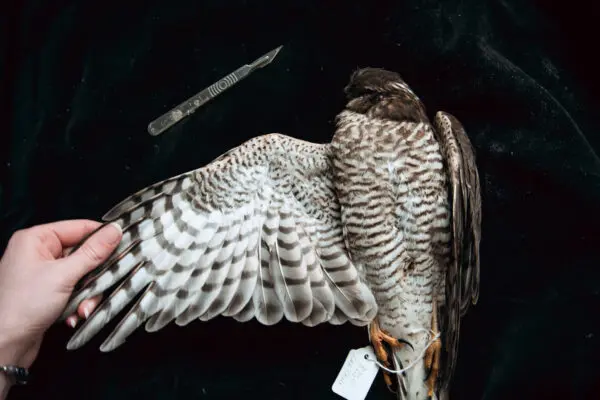 Image of a dead Sparrowhawk