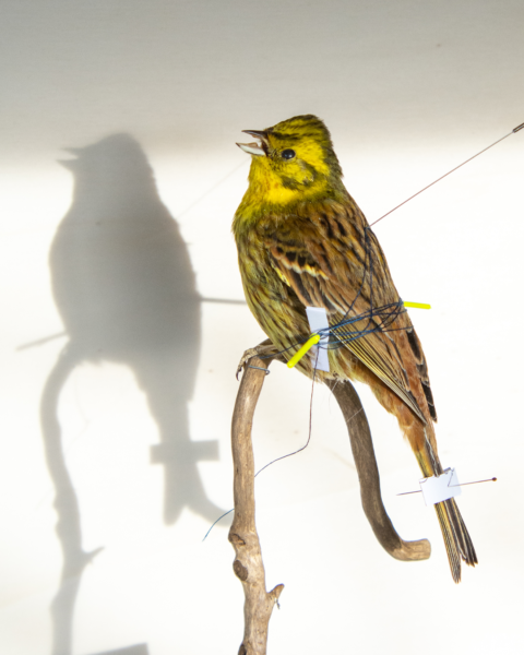 Taxidermy Male Yellowhammer (Emberiza citrinella)