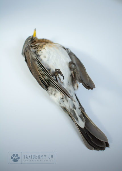 Taxidermy Dead Mount Bird