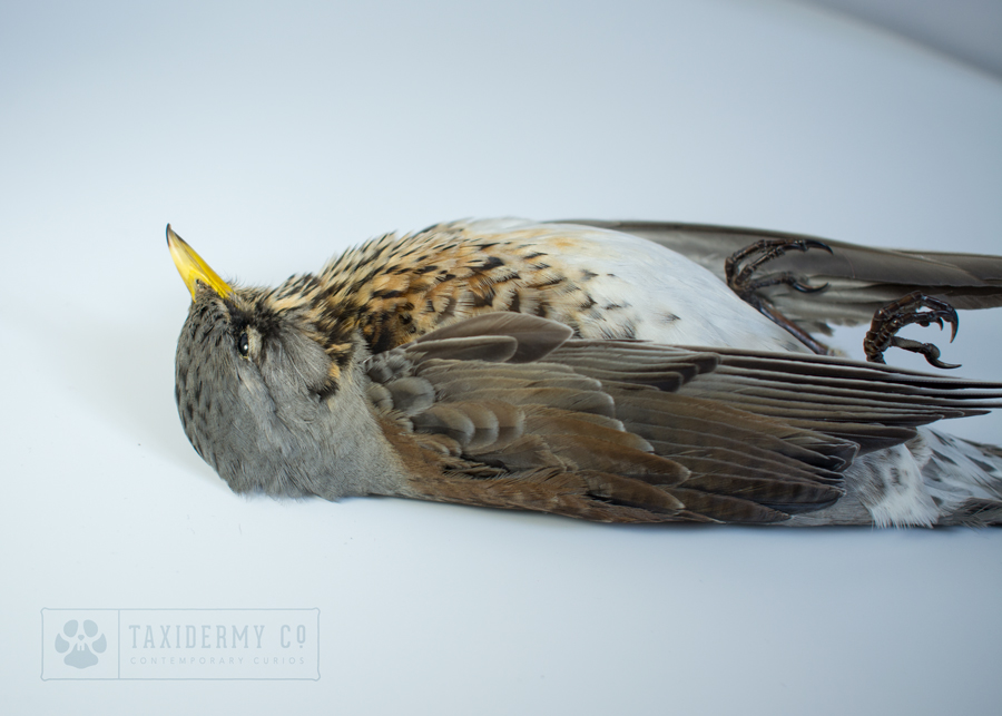 Dead Bird Taxidermy Fieldfare