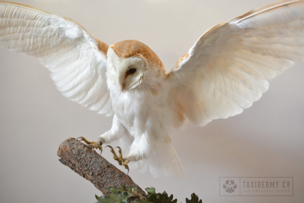 taxidermy flying barn owl