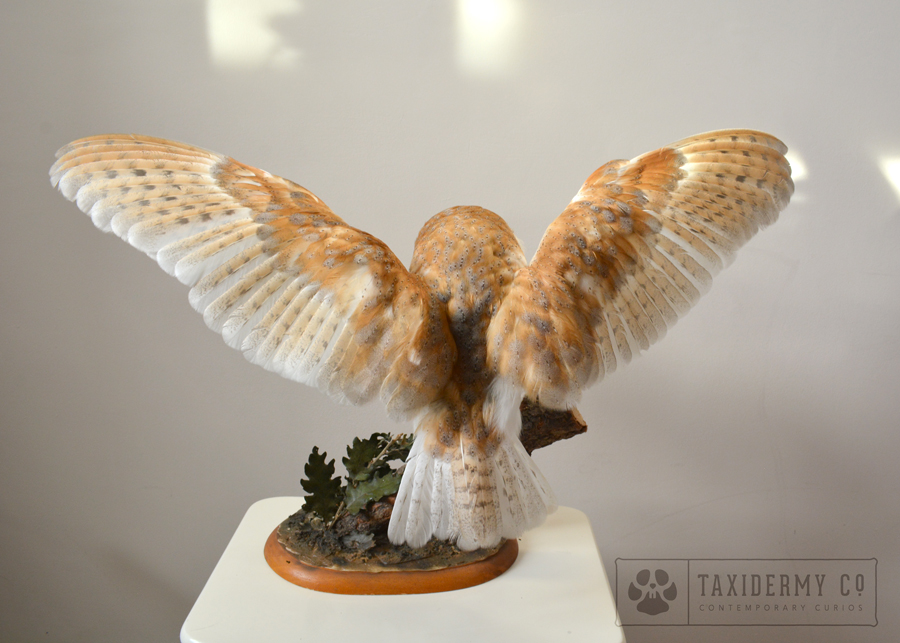 taxidermy flying barn owl