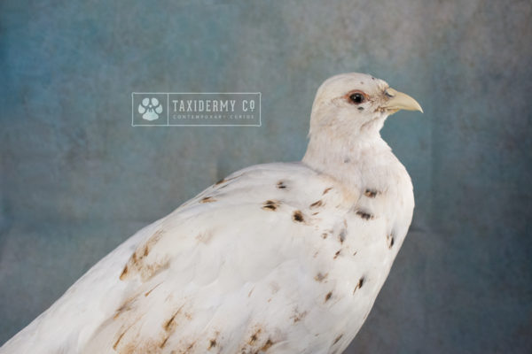 White Pheasant Taxidermy
