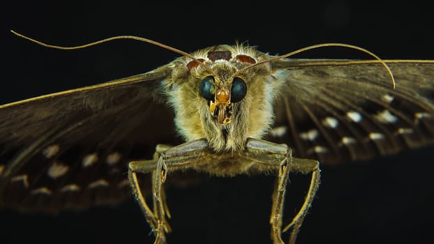 Moth Taxidermy