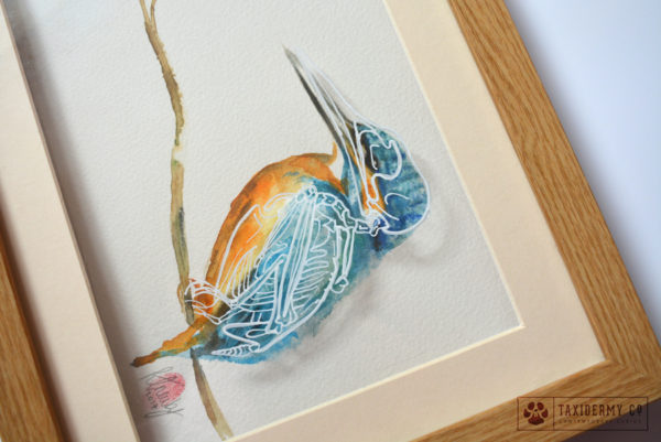 Kingfisher Bird Skeleton