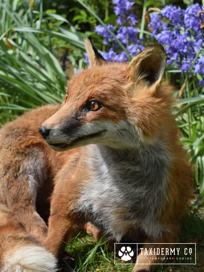 Red Fox Soft Mount Taxidermy