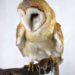 Taxidermy Barn Owl