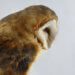 Taxidermy Barn Owl
