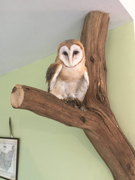 Taxidermy Barn Owl