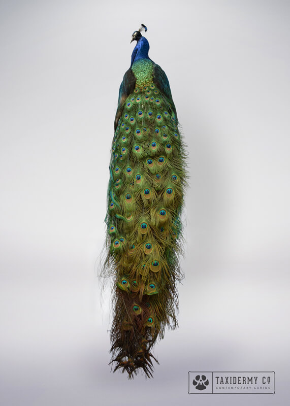 Taxidermy Peacock For Sale
