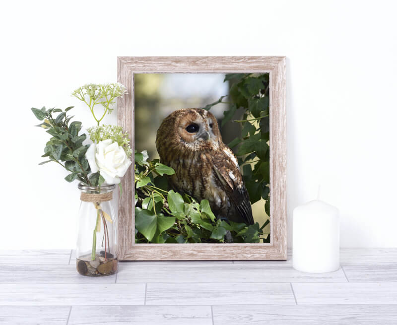 Tawny Owl Wildlife Photography Print