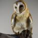 Taxidermy Barn Owl