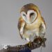 Taxidermy Barn Owl