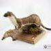 Taxidermy Stoat