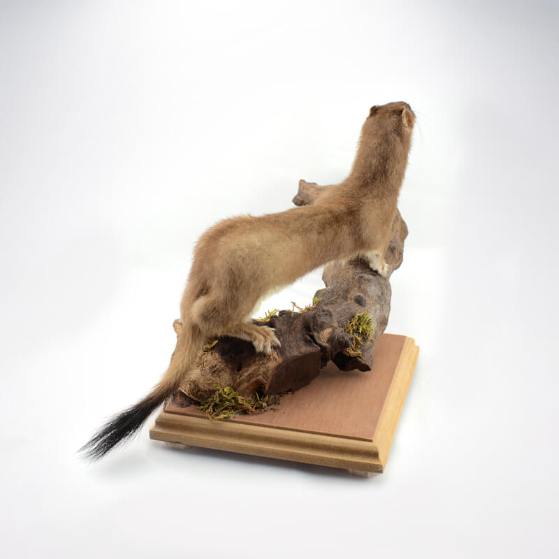 Taxidermy Stoat Commission