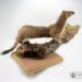 Taxidermy Stoat