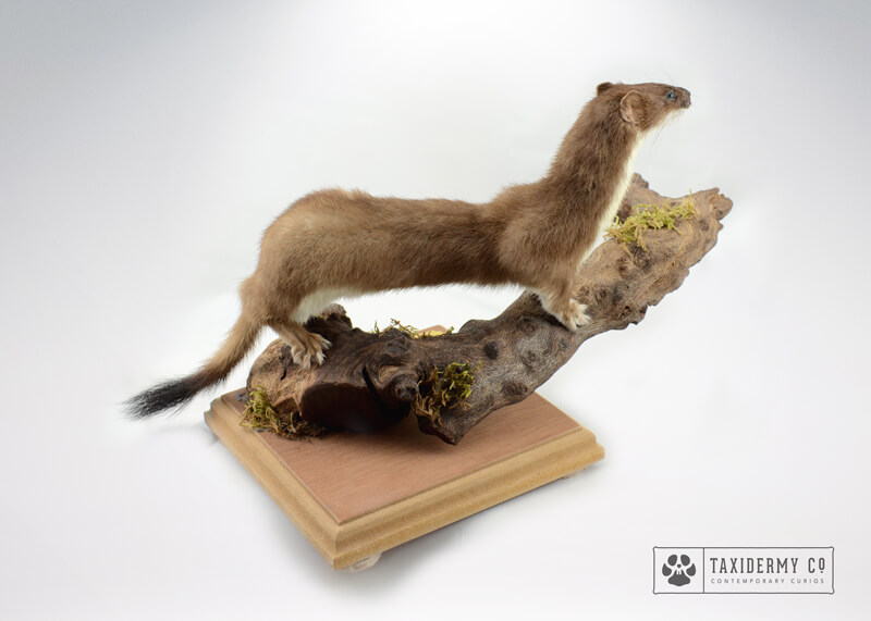 Taxidermy Stoat