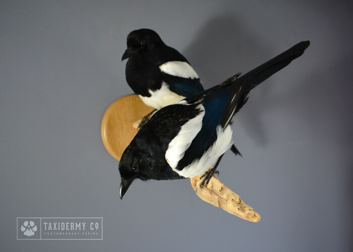 Taxidermy Magpies Pair Wall Mount