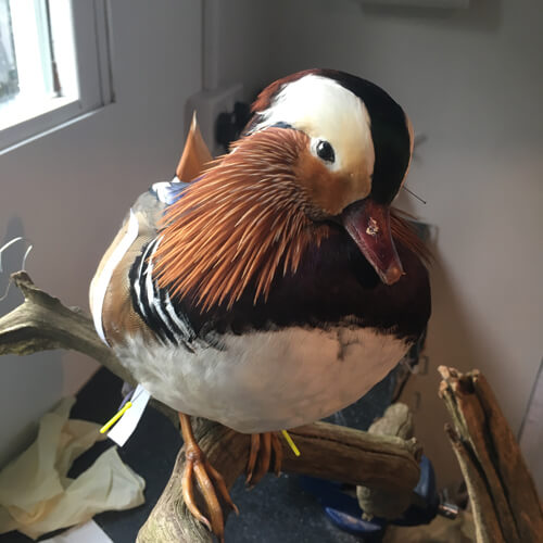 Taxidermy Mandarin Duck Commission