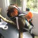 Taxidermy Mandarin Duck Commission