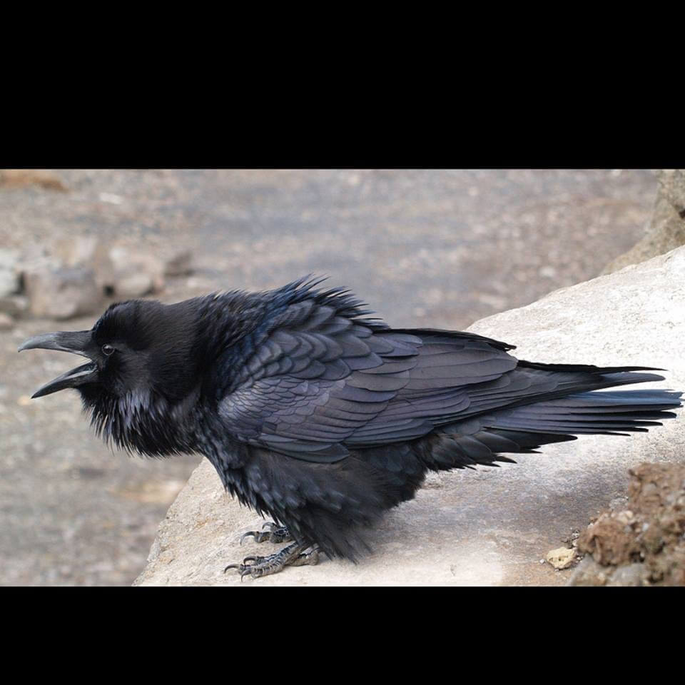 Taxidermy Raven For Sale