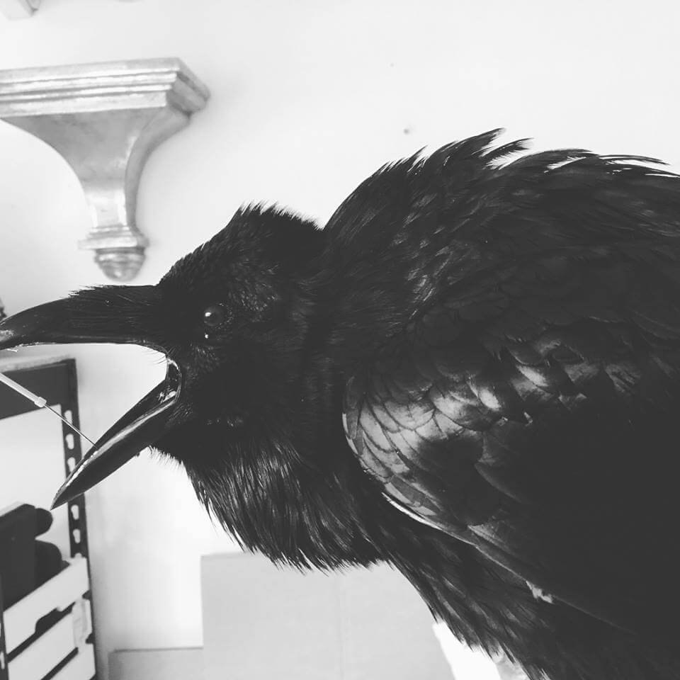 Taxidermy Raven For Sale