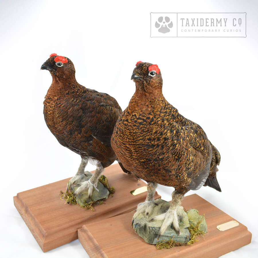 Taxidermy Red Grouse