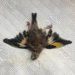Taxidermy Goldfinch Process