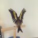 Taxidermy Goldfinch Process