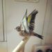 Taxidermy Goldfinch Process