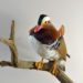 Taxidermy Mandarin Duck