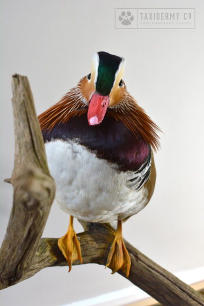 Taxidermy Mandarin Duck