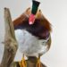 Taxidermy Mandarin Duck