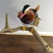 Taxidermy Mandarin Duck