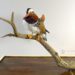 Taxidermy Mandarin Duck Water