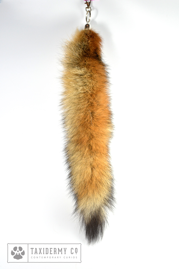 fox tail fox tail