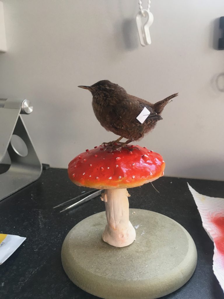 Taxidermy Wren On Mushroom