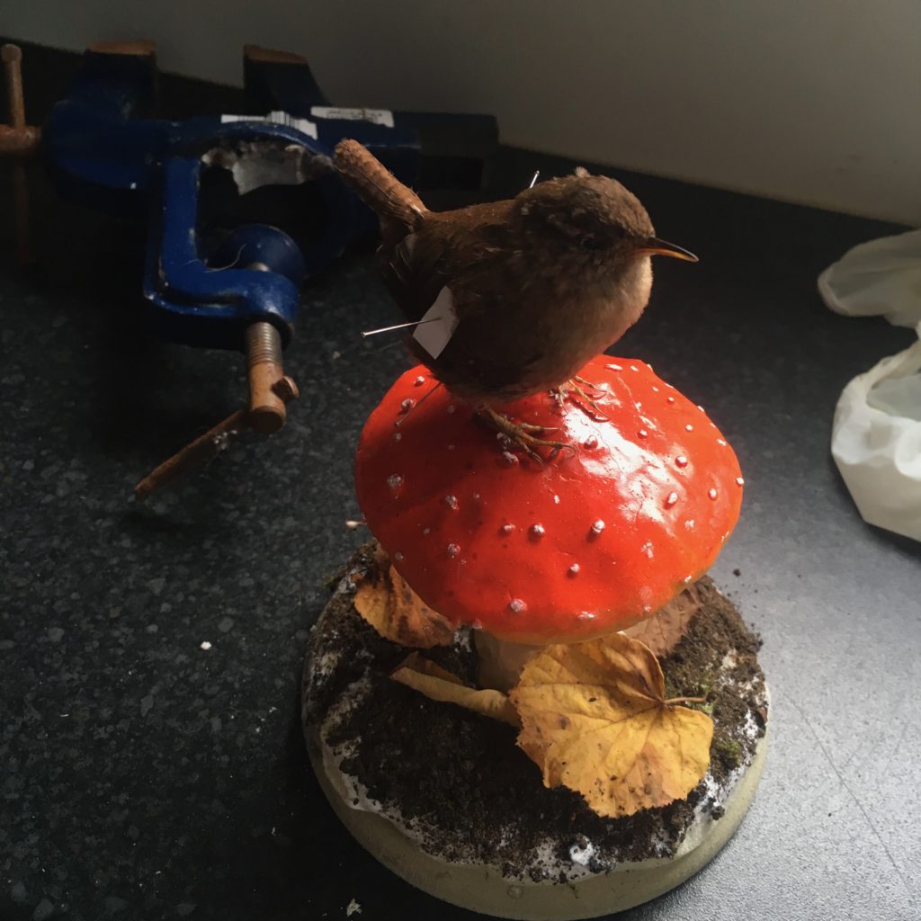 Taxidermy Wren On Mushroom